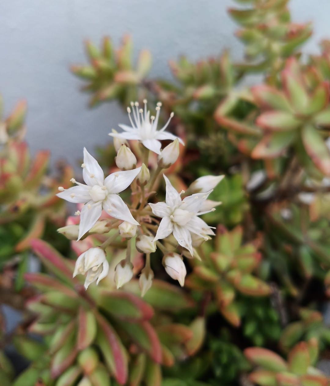 Sedum adolphii